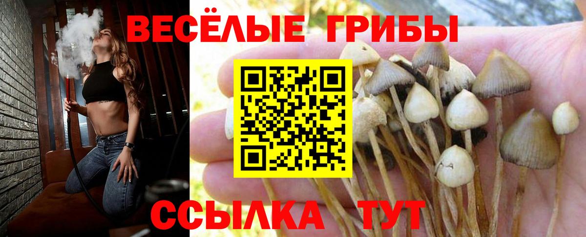Галлюциногенные грибы Psilocybine cubensis Вологда